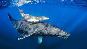 One reason is that their annual migration routes are well known. I Ytimg Com Vi 8tmttbgyf2o Maxresdefault Jpg