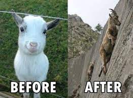 10 Of The Best I Crave That Mineral Tumblr Goat Memes