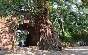 Lễ hội hoa lan ba vì diễn ra từ tháng 5 đến tháng 8; Giá»— Tá»• Hung VÆ°Æ¡ng NÄƒm 2021 Chá»‰ Tá»• Chá»©c Pháº§n Lá»… Haná»™imá»›i