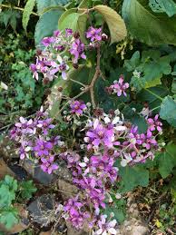 Image result for Rubus steudneri