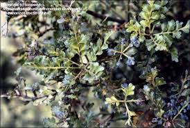 Image result for Phyllocladus trichomanoides