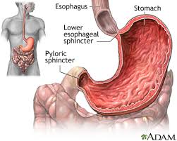 Examples of sphincter in a sentence. Stomach Medlineplus Medical Encyclopedia Image