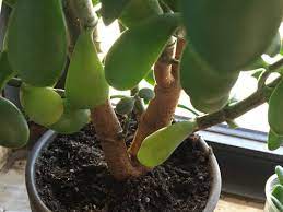The causes of chlorosis usually fall into one of 5 categories: Jade Plant Leaves Are Turning Yellow