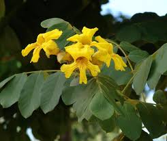 Image result for Cadaba termitaria