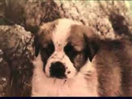 Vintage Gravy Train Dog Food Commercial With A Perfect Voice For The Dog Youtube Dog Food Recipes Dog Training Dogs