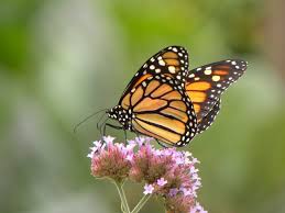 Check spelling or type a new query. Monarch 1 Monarch Butterfly Sitting On Flower Allan Mumm Flickr