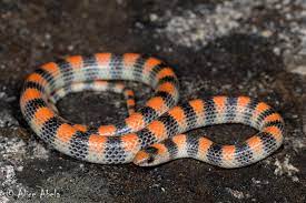 The color and pattern can vary widely. Ground Snake Sonora Semiannulata Inaturalist