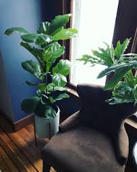 I combined three miracle grow products: The Complete Guide To Making Indoor Tropical Plants Thrive Part 1 With Extra Notes On Caring For A Fiddle Leaf Fig Tree Brittanyangell Com