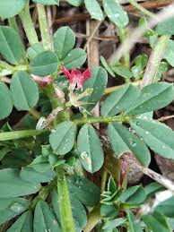 Image result for Indigofera circinella