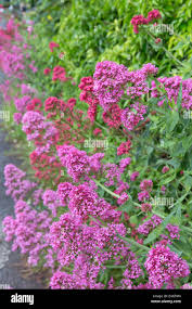 Image result for Valerianaceae