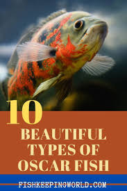 10 Beautiful Types Of Oscar Fish In 2020 Oscar Fish Fish Fish Care