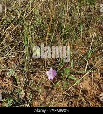 Image result for Monsonia angustifolia