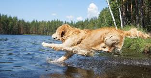 For quick pickups of dog hair from clothes and furniture, rozanski is partial to hair rollers (like those for your clothes) from companies such as 3m. How Your Dog S Coat Works And How To Take Care Of It