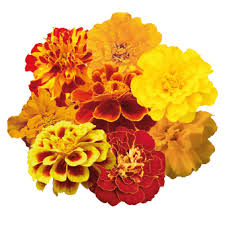 Image result for Tagetes patula