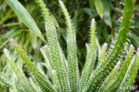 Tienen grandes hojas persistentes, similares a las de pereskia (de ahí su nombre). Tipos De Cactus Sin Agujas Para Salas De Jardineria Por Que Se Pudren Los Cactus
