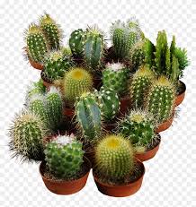 Check out our san pedro cactus selection for the very best in unique or custom, handmade pieces from our shops. Cactus Seeds For Planting San Pedro Cactus Hd Png Download 1531x1544 6108496 Pngfind