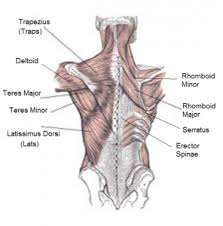 The deltoid, teres major, teres minor, infraspinatus, supraspinatus (not shown) and subscapularis muscles (not shown) all extend from the scapula to the humerus and act on the shoulder joint. The Complete Guide To Training Your Back