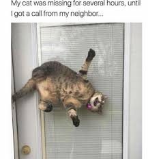Dare You Not To Laugh At These 23 Animal Memes Funny Cat Pictures Funny Animal Memes Cute Funny Animals