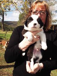 Pure Bred Border Collie Pups For Sale Nsw Mid North Coast