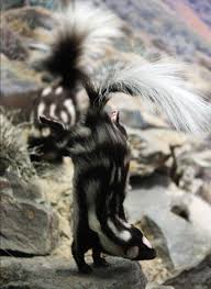Misunderstood Skunks Are Good For Your Garden Weiler Woods For Wildlife