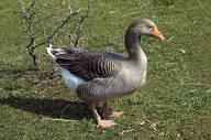 List of goose breeds - Wikipedia