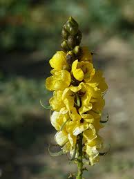 Image result for Senna didymobotrya