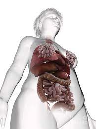 Want to discover art related to internal_organs? Illustration Of An Obese Woman S Internal Organs Photograph By Sebastian Kaulitzki Science Photo Library