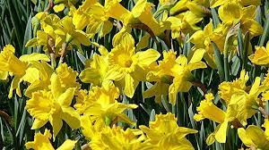 Delightful Daffodils Are Super Easy To Grow Here S How Howstuffworks Daffodils Plant Breeding Easiest Flowers To Grow