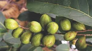 Image result for Terminalia sambesiaca