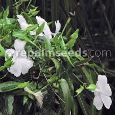 Image result for Thunbergia laborans