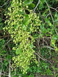 Image result for Cissus rotundifolia
