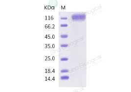 111 90 l50 204 selep viral : Sars Cov 2 2019 Ncov Spike S1 His Recombinant Protein Hplc Verified Biozol