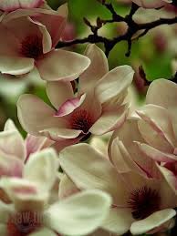 Magnolias Beautiful Rose Flowers Beautiful Flowers Amazing Flowers