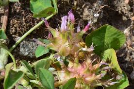 Image result for Trifolium spumosum