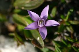 Image result for Napoleonaea septentrionalis