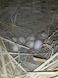 Check spelling or type a new query. Ayam Magon Ciri Ciri Jenis Harga Kelebihan Cara Merawat