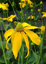 Image result for Rudbeckia laciniata