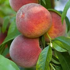 This exceptionally hardy variety, perfect for northern. Fruit Vegetable Plants Wexford Conservation District