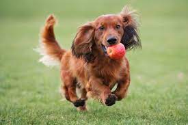 We have breeders from all over the world, international as well as national (us) and locally owned dog kennels. Dachshund Puppies For Sale In Scotland Glasgow Edinburgh Petsyoulove