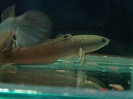 Channa Species Reference Coldwater Fish Species Tropical Fish