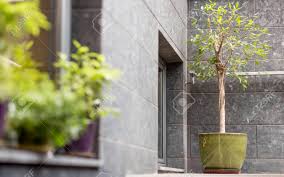 Check spelling or type a new query. Small Decorative Tree In Pot Outdoor Cafe Exterior Design Copy Space Stock Photo Picture And Royalty Free Image Image 140427893