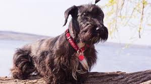 Image result for ČESKÝ TERIÉR