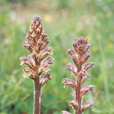 Image result for Orobanche minor
