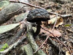 Image result for Strobilomyces strobilaceus