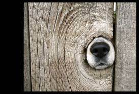 pin by john tabb on diddys funny dogs funny dog pictures pet portraits photography