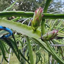 Dragon fruit is the fruit of several cactus in the genus hylocereus and selenicereus. Ax Dragon Fruit Purple Fleshed Variety From Spicy Exotics