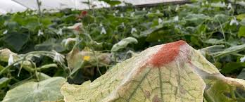 Image result for spider mites on cucumbers