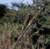 Image result for Setaria sphacelata