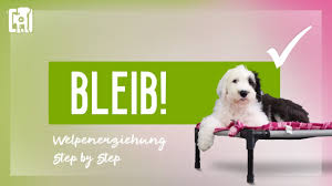 Rose bellt, wenn es klingelt. Hund Bellt Wenn Es Klingelt Vorbeugen Und Abgewohnen Youtube
