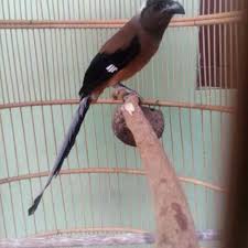 Maybe you would like to learn more about one of these? Pentet Raja Jinak Shopee Indonesia